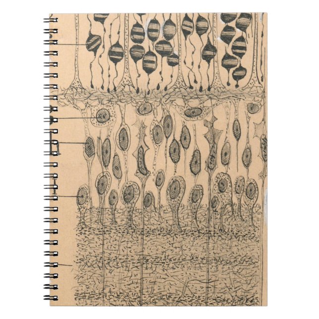 Carnet Piles Dessin Oeil Retina Santiago Ramon Y Cajal (Devant)