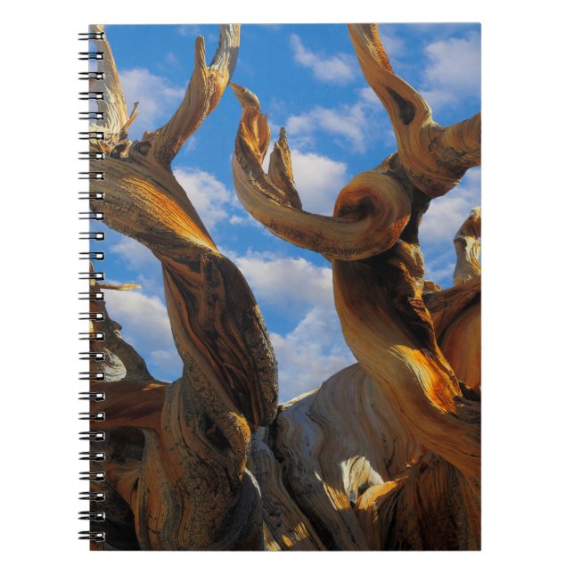 Carnet Pin Bristlecone (Devant)