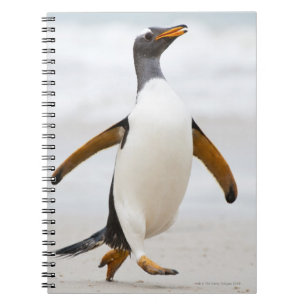 Carnet Pingouin de Gentoo
