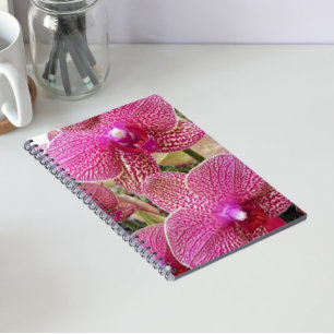 Carnet Pink Speckled Phalaenopsis Orchids Floral