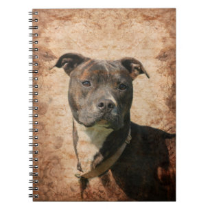 Carnet Pit Bull Terrier