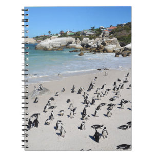 Carnet Plage de Penguins Boulders   Afrique du Sud