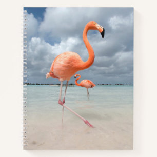 Carnet Plages tropicales   Flamants roses Beach, Aruba