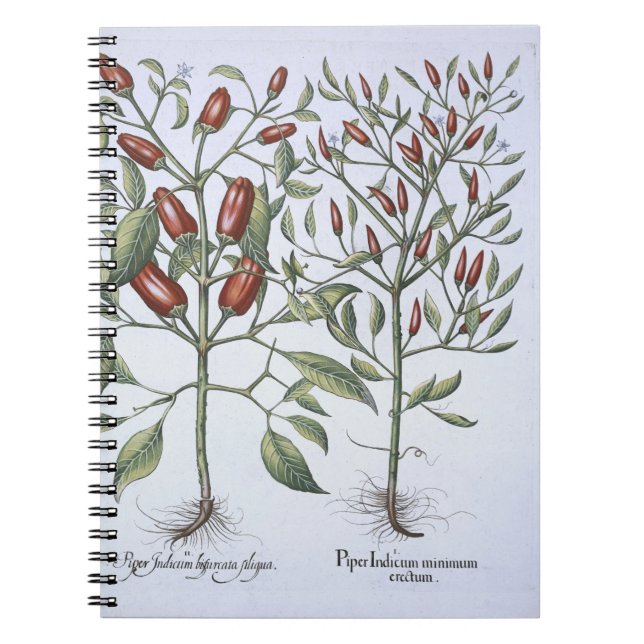 Carnet Plantes de poivre de piments, du 'Hortus (Devant)
