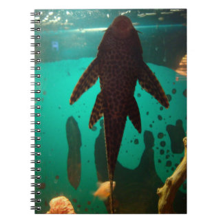 Carnet Pleco