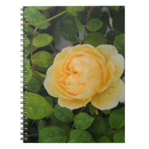 Carnet Pluies sur Rose jaune
