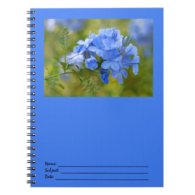 Carnet Plumbago - l'été bleu fleurit l'image (Devant)
