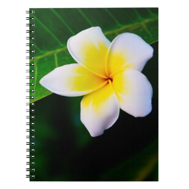 Carnet plumérie (Devant)