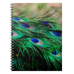 Carnet Plumes de paon
