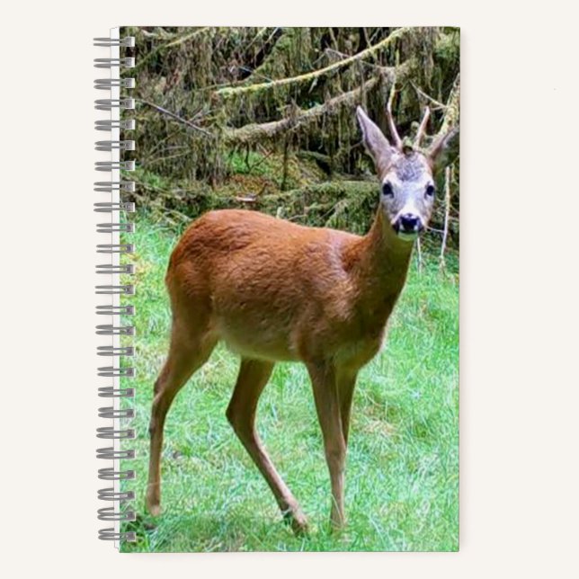 Carnet Poing Roe Deer Stag (Recto)