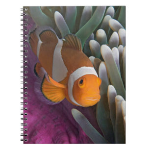 Carnet Poisson clown occidental