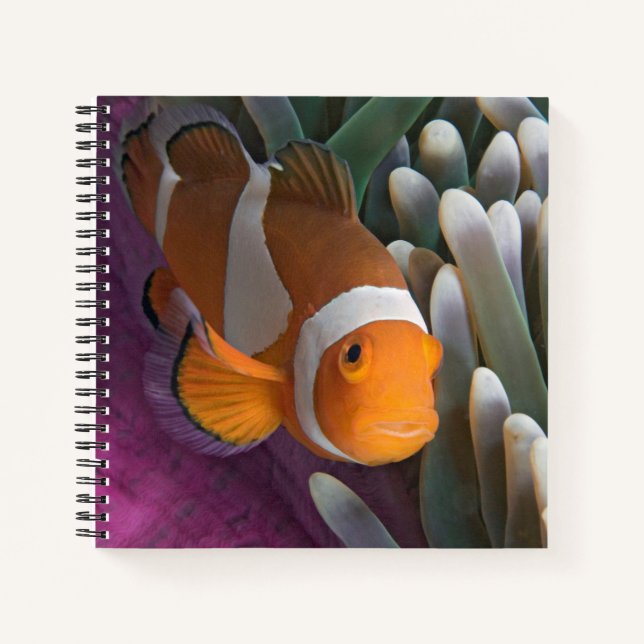 Carnet Poisson clown occidental (Devant)