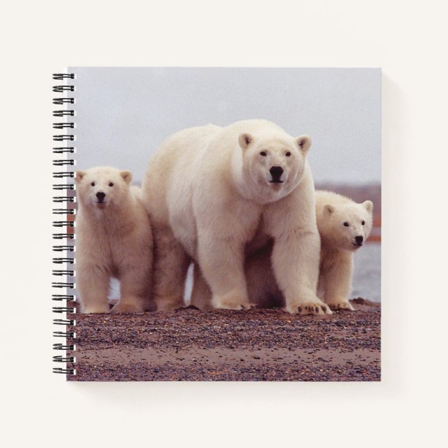 Carnet Polar Bear Mother and Cubs Photo (Devant)