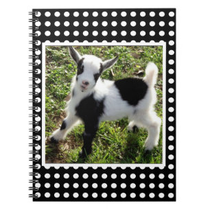 Carnet Polka noir et blanc Dot Nain Goat Kid
