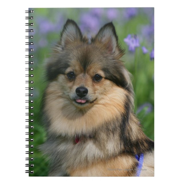 Carnet Pomeranian dans l'herbe (Devant)