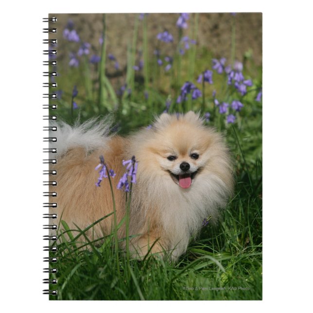 Carnet Pomeranian se tenant regardant l'appareil-photo (Devant)