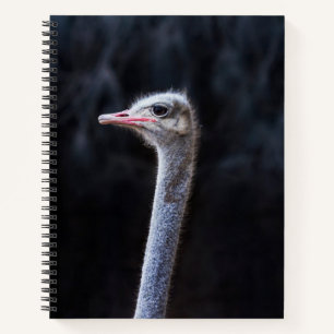 Carnet portrait d'autruche