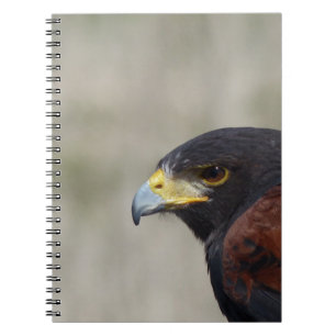 Carnet Portrait de Buse de Harris