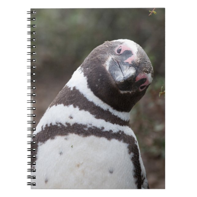 Carnet Portrait de pingouin de Magellanic (Devant)