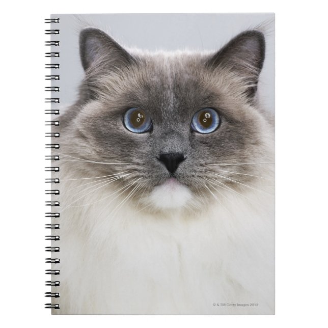 Carnet Portrait de Ragdoll (Devant)