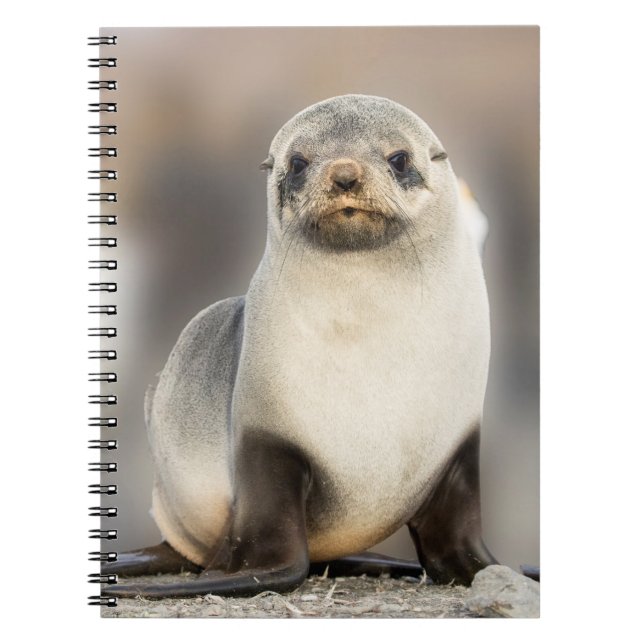 Carnet Portrait de Seal Pup sur la plage (Devant)