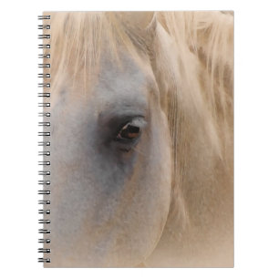 Carnet Portrait du cheval blanc