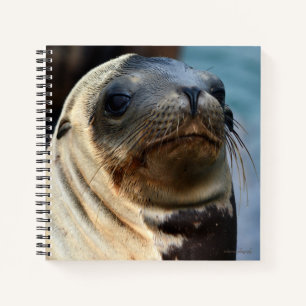 Carnet Portrait du lion de mer
