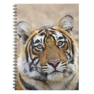 Carnet Portrait du Tigre royal du Bengale, Ranthambhor