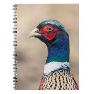 Carnet Portrait d'un faisan