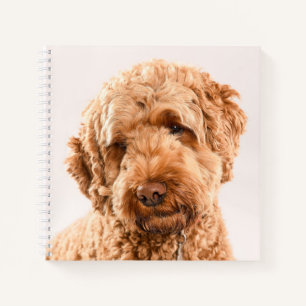 Carnet Portrait Goldendoodle Studio