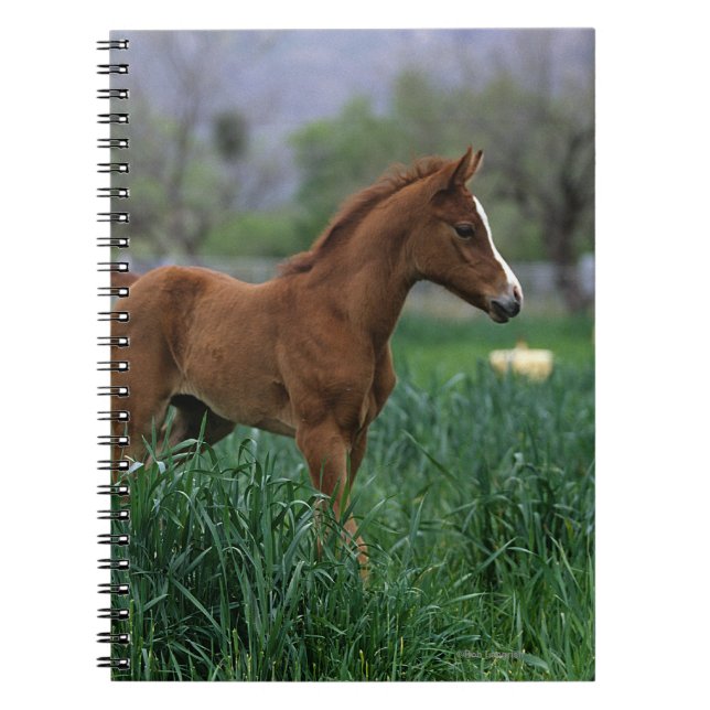 Carnet Position arabe de poulain (Devant)