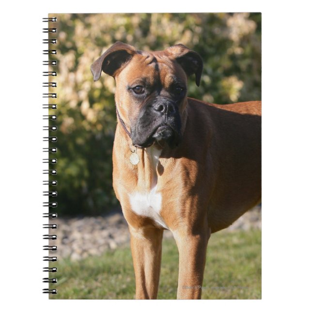Carnet Position de chien de boxeur de faon (Devant)