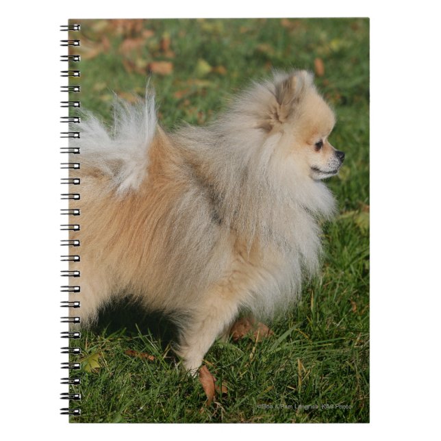 Carnet Position de Pomeranian (Devant)