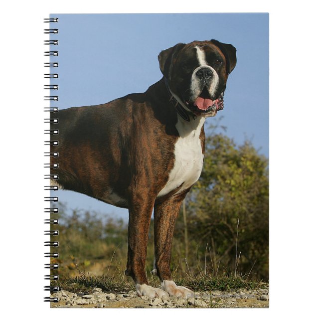 Carnet Position d'exposition canine de boxeur (Devant)
