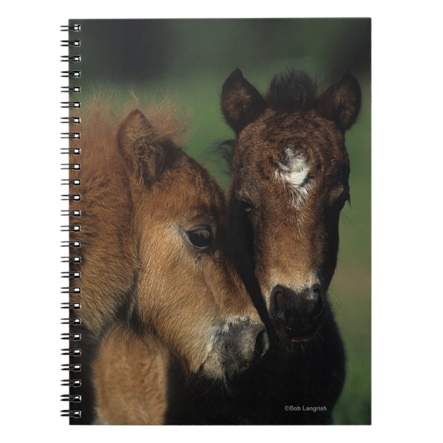 Carnet Poulains 2 de miniature (Devant)