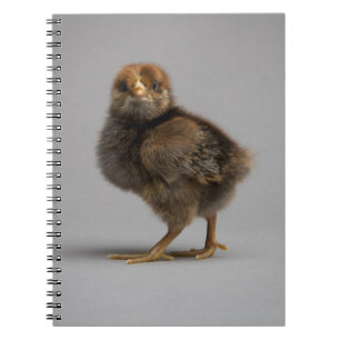 Carnet Poulet de bébé