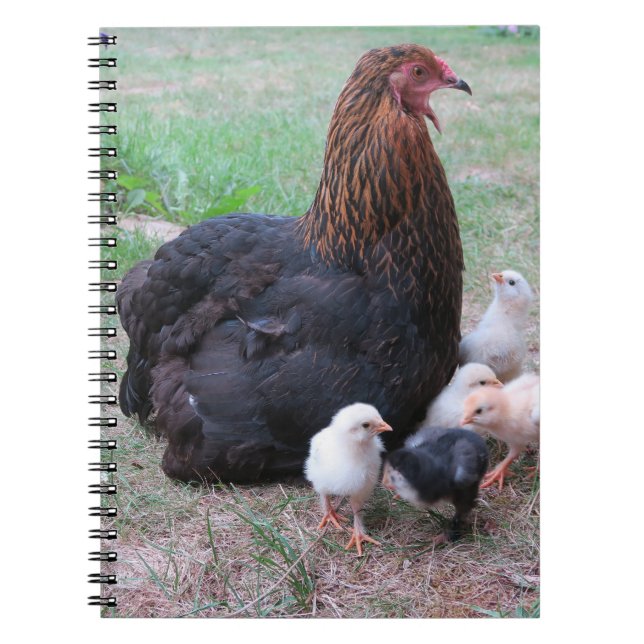 Carnet poulet, poussins, poulets, poussins, animal, oisea (Devant)