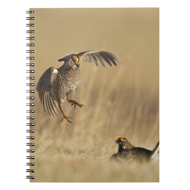 Carnet Poulets de prairie mâles à poitrine dans le comté  (Devant)