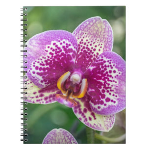Carnet pourpre d'orchidée