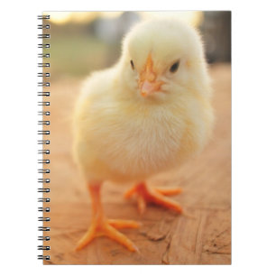 Carnet Poussins de bébé