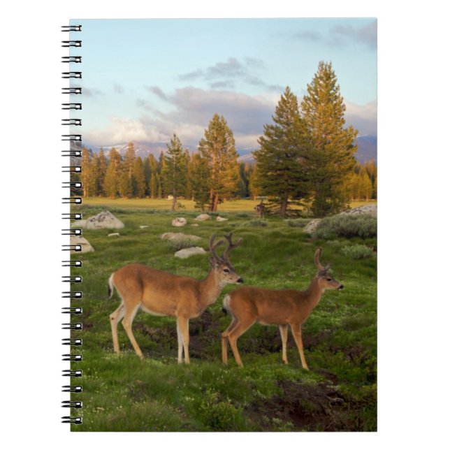 Carnet Pré de Tuolumne, Yosemite (Devant)