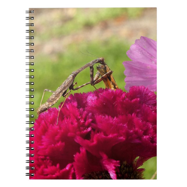 Carnet Prière Mantis Diner sur un papillon de nuit (Devant)