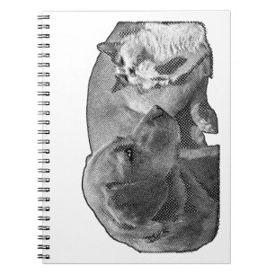 Carnet Procès-verbaux du coin de la paix