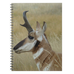 Carnet Profil principal de tir de Young Buck d'antilope