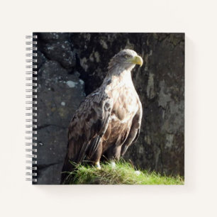 Carnet Puissant Pygargue à Queue Blanche Habitat de Falai