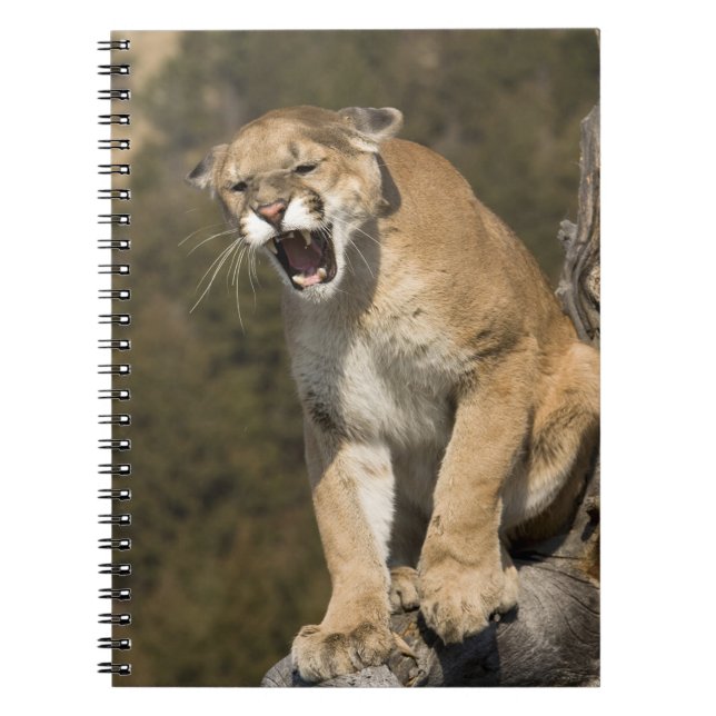 Carnet Puma ou lion de montagne, puma concolor, En captiv (Devant)