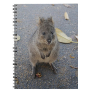 Carnet Quokka