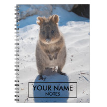 Quokka Personnalisée Sur La Plage