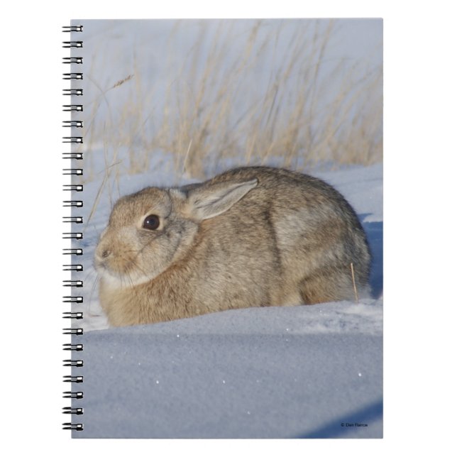 Carnet R5 Cottontail Rabbit in Snow (Devant)