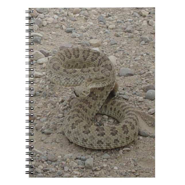 Carnet R9 Prairie Rattlesnake Coiled (Devant)